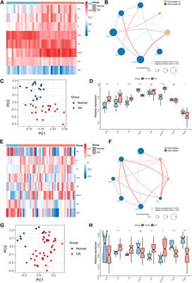 Identification of cellular heterogeneity and immunogenicity of chondrocytes via single-cell RNA sequencing technique in human osteoarthritis